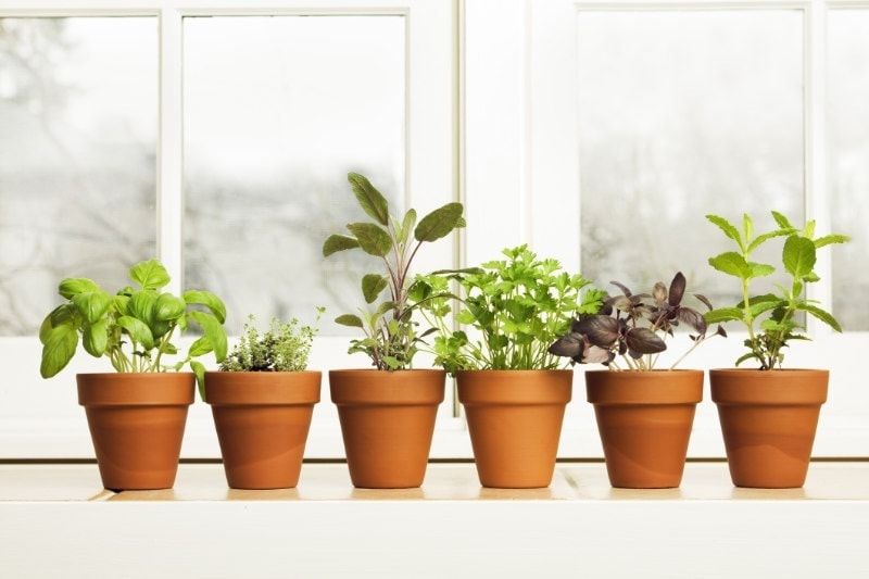 A potted herb garden by the kitchen window in Baldwin City